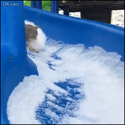 Art Cat GIF • Winter games Funny Cat going down a slide full of snow like a playful kid Weeeeeeeee Art Cat GIF • Winter games Funny Cat going down a slide full of snow like a playful kid Weeeeeeeee