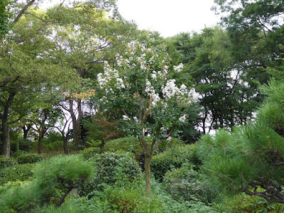 大阪城公園 サルスベリ 白い花