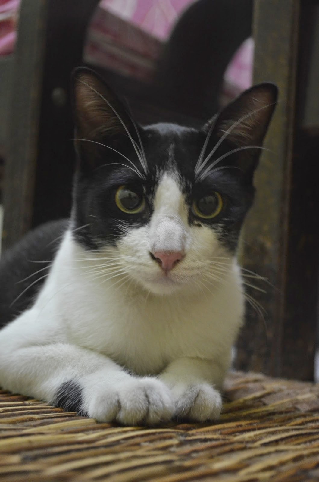 Kucing Lucu Hitam Putih Replika Dolin Mercedes