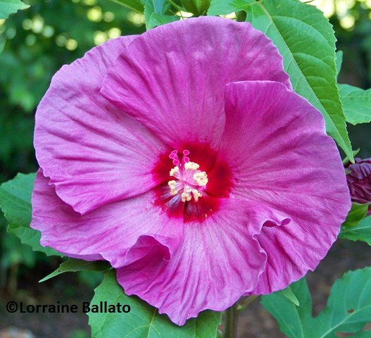 Hydrangea Paniculata Limelight