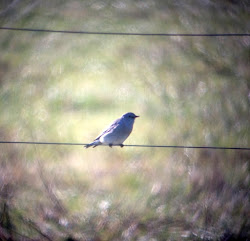 bluebird fort getty jamestown mountain ri birding november state found