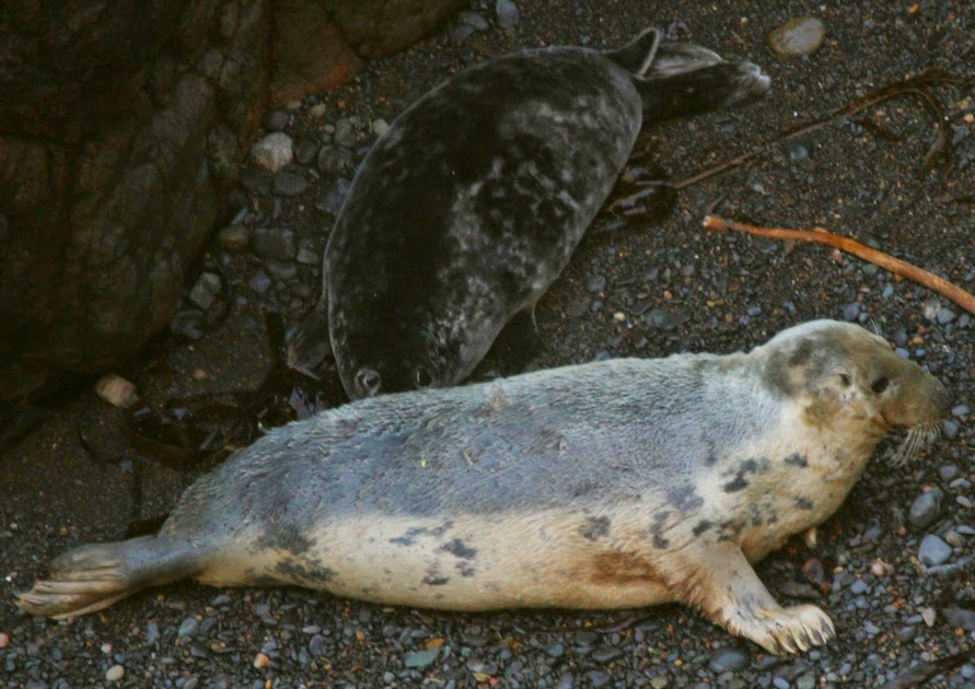 The Skomer Island Blog News and Updates Seals on Wheels