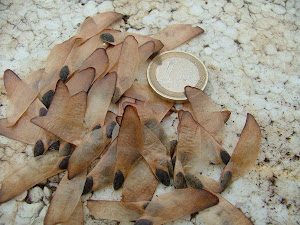 Piñones de Pinus halepensis