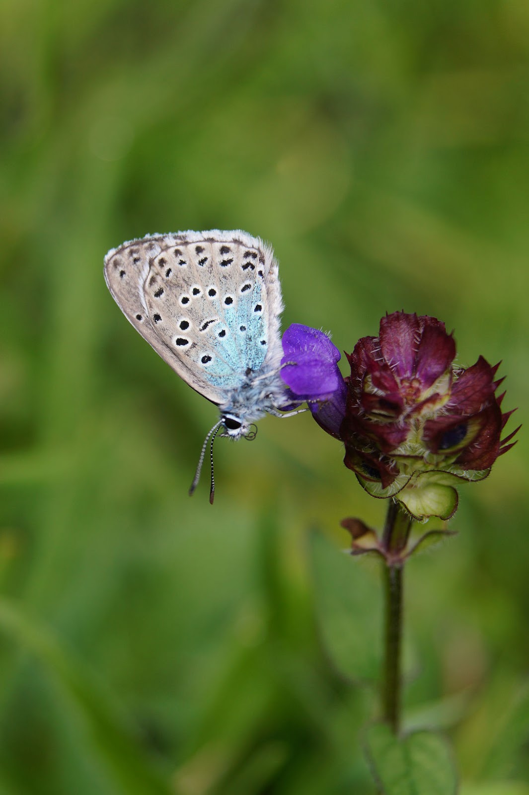Martin's Butterflies: Large Blue in Somerset