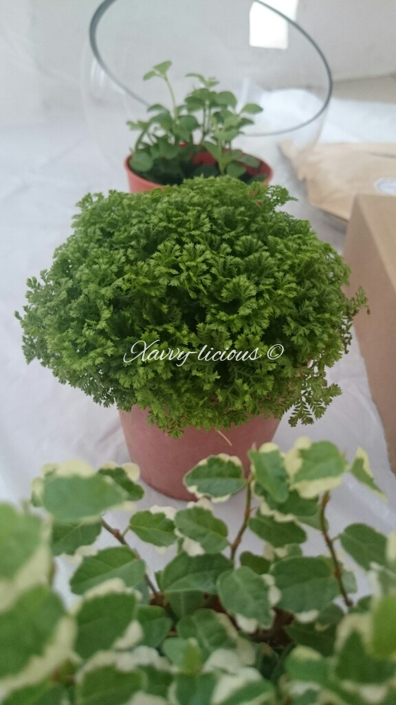 xavvylicious [Review + Discount Code] Floral Garage Sg DIY