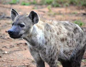 Hyena