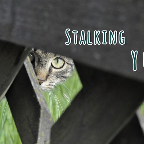 Stalking You