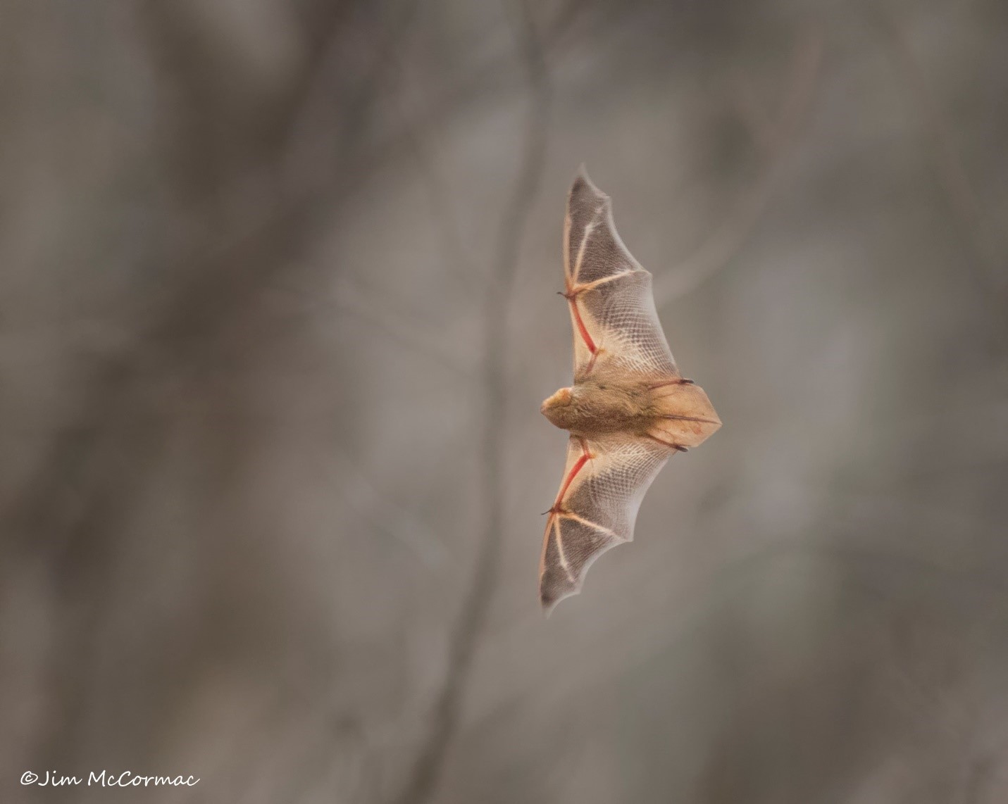 Ohio Birds and Biodiversity Red bat, in flight!