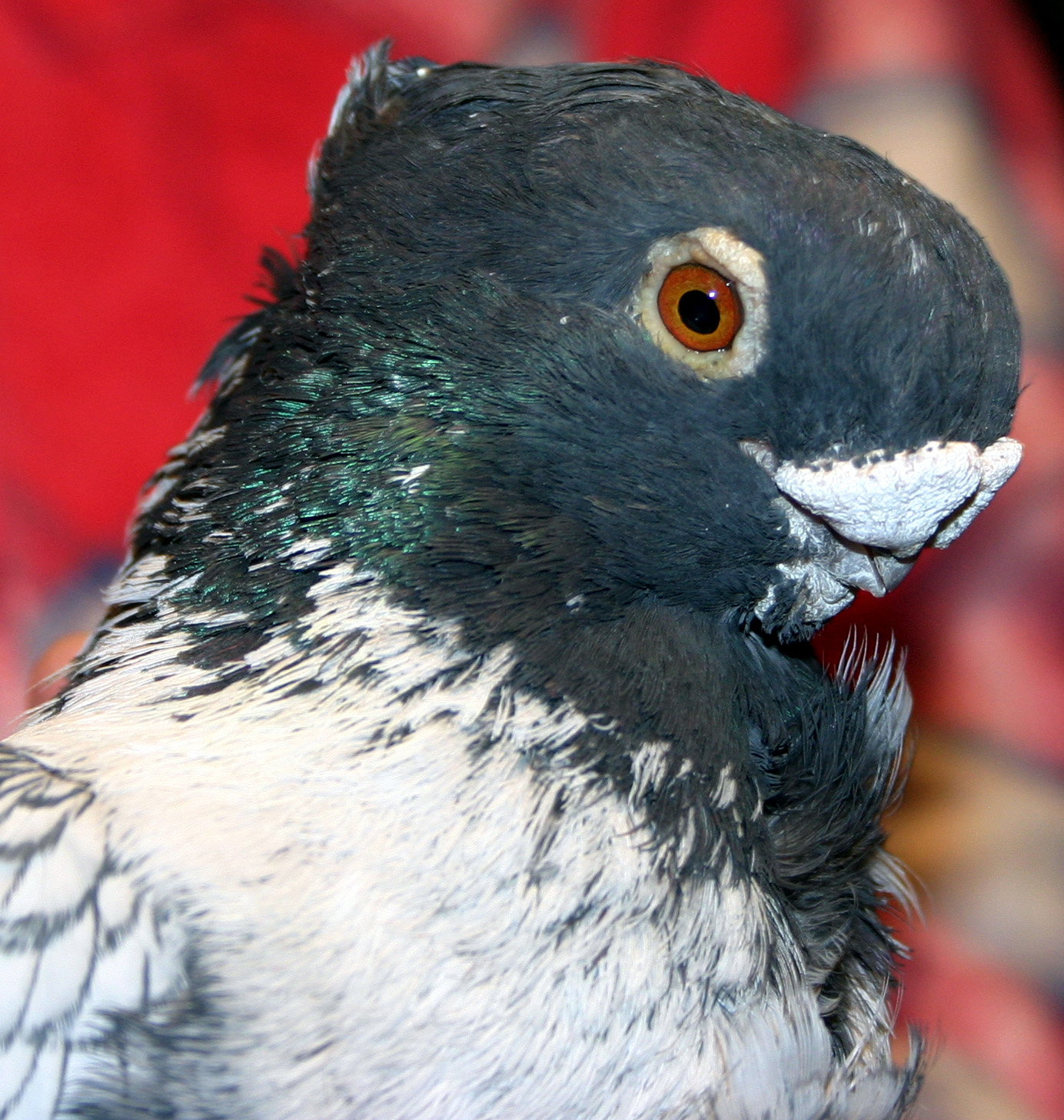 racing pigeons pigeons what is a templete
