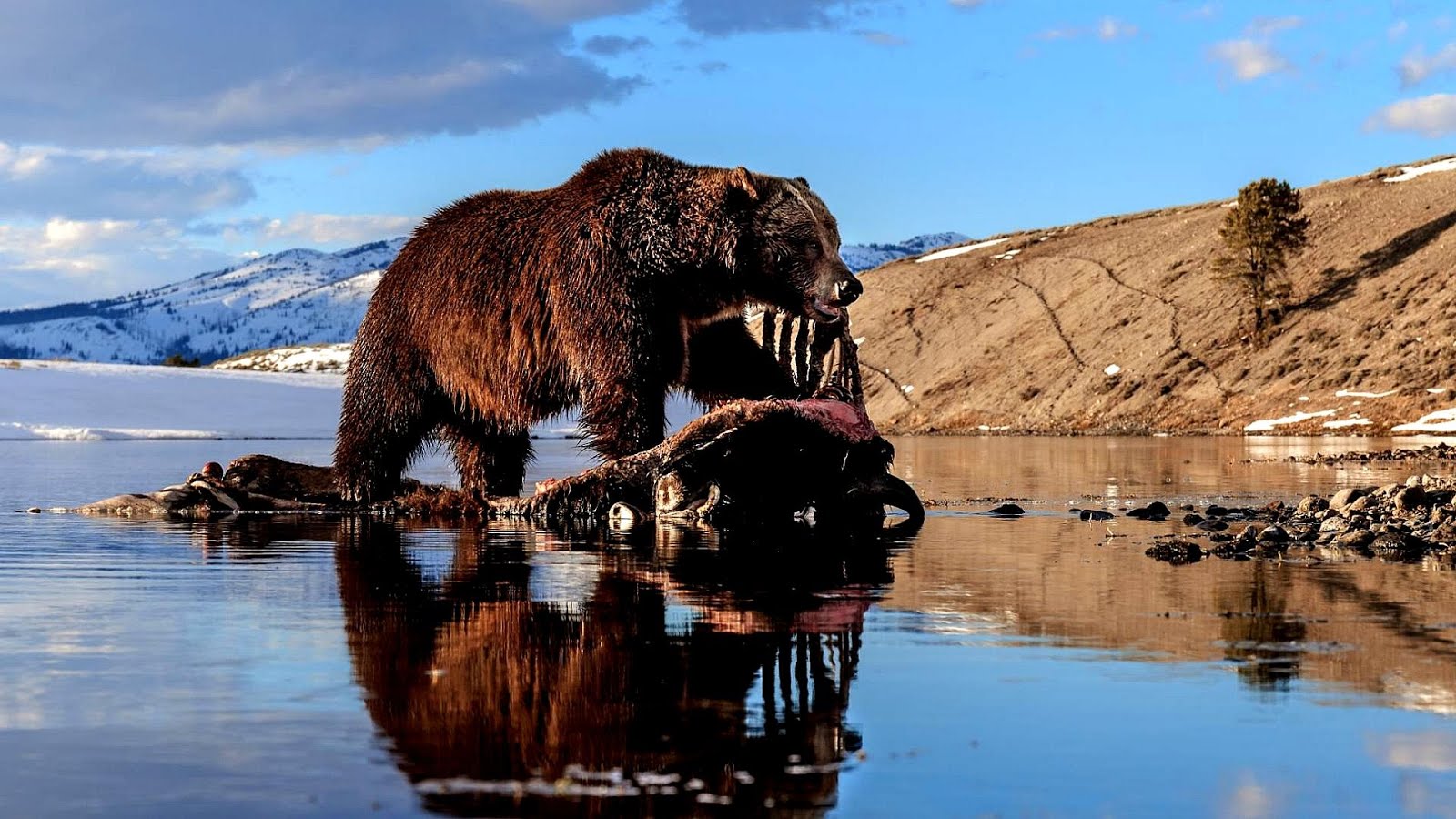Animals Protected By The Endangered Species Act - Danger Choices