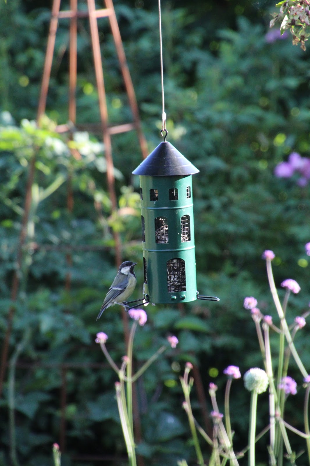 mata fåglar i trädgården
