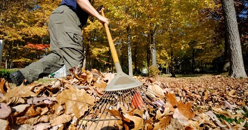 Love you! Gardening: How to clean up leaf easily and save time in this ...
