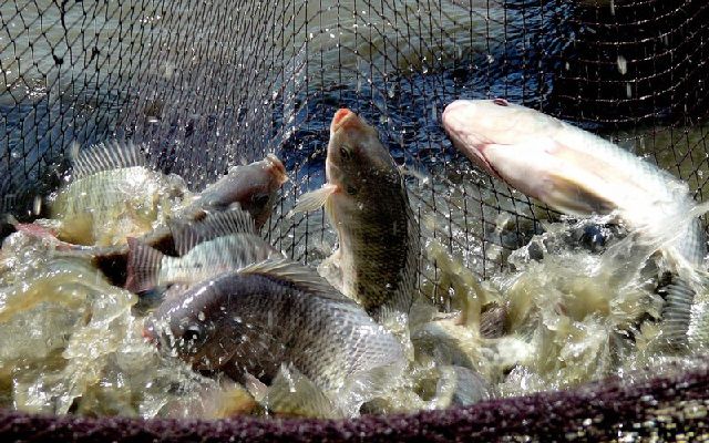 Cara Panen Ikan Nila