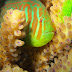 Coral atacado por alga tóxica pede ajuda para peixes