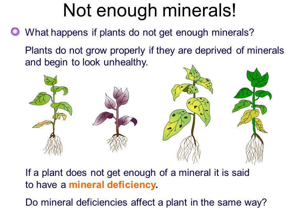 Grade 9 Sem 1 Chapter 8 Mineral Requirements