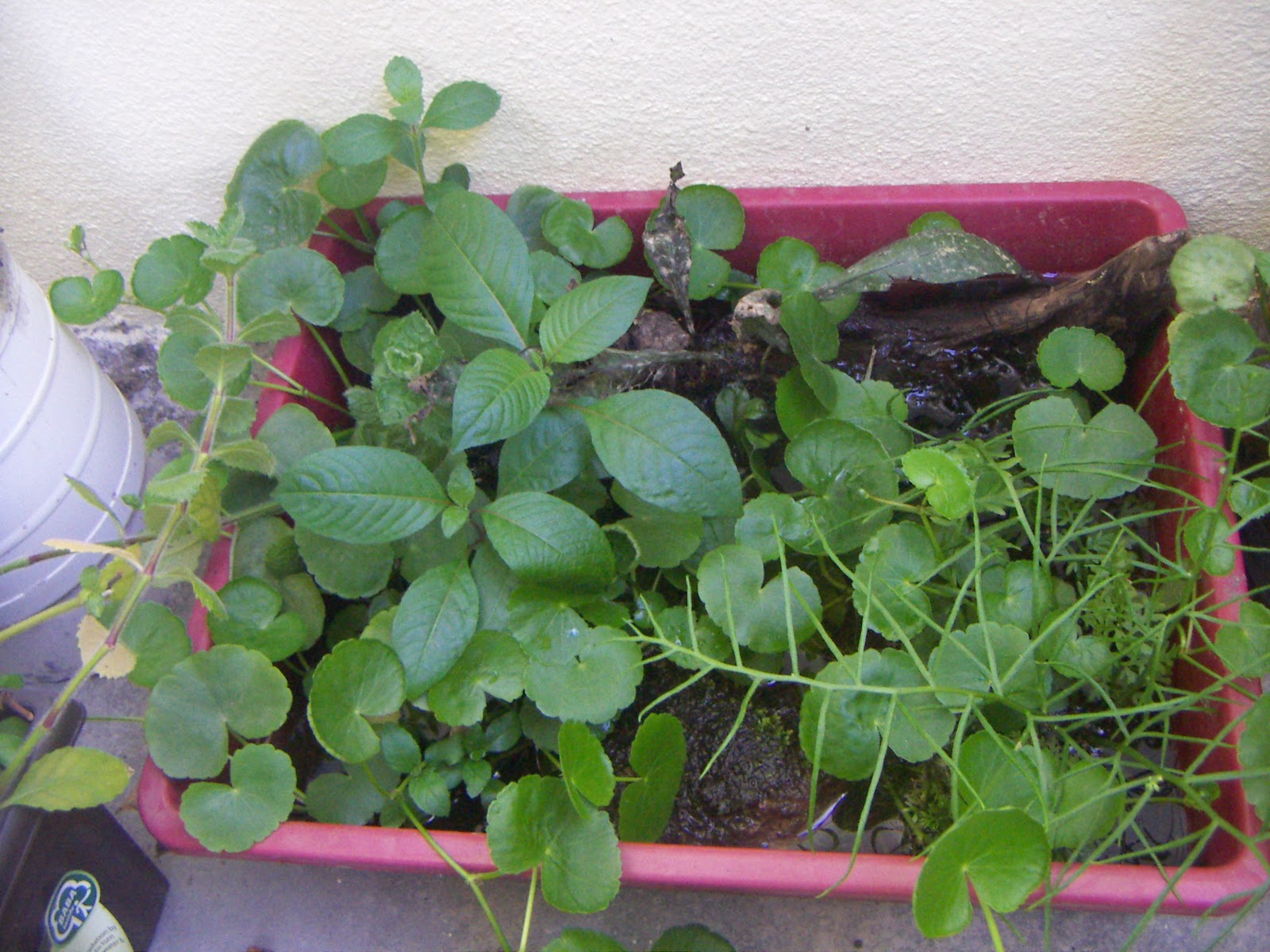 It's All About Aquascaping!: January 2012