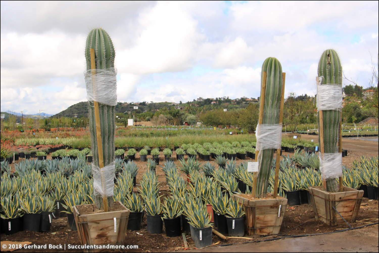 My first drivethrough nursery experience Evergreen Nursery in El