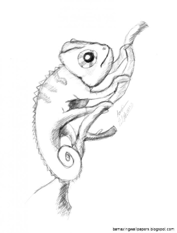  Chameleon Drawing Amazing Wallpapers