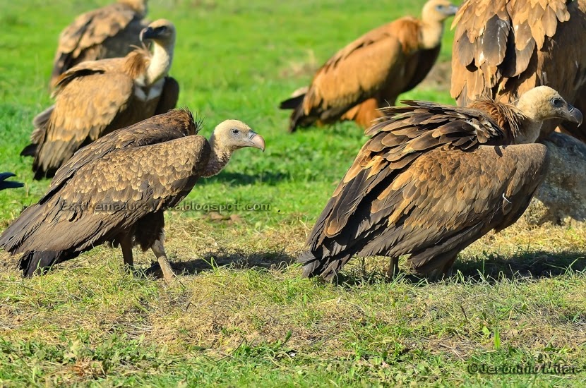 Jerónimo Milán Martínez. Extremadura Viva Una