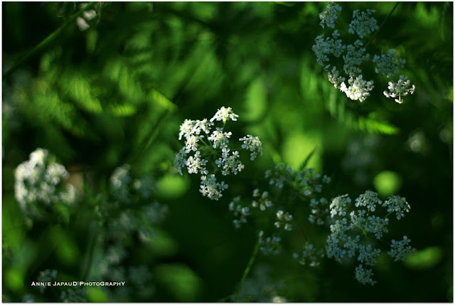 Spring Flowers © Annie Japaud Photography