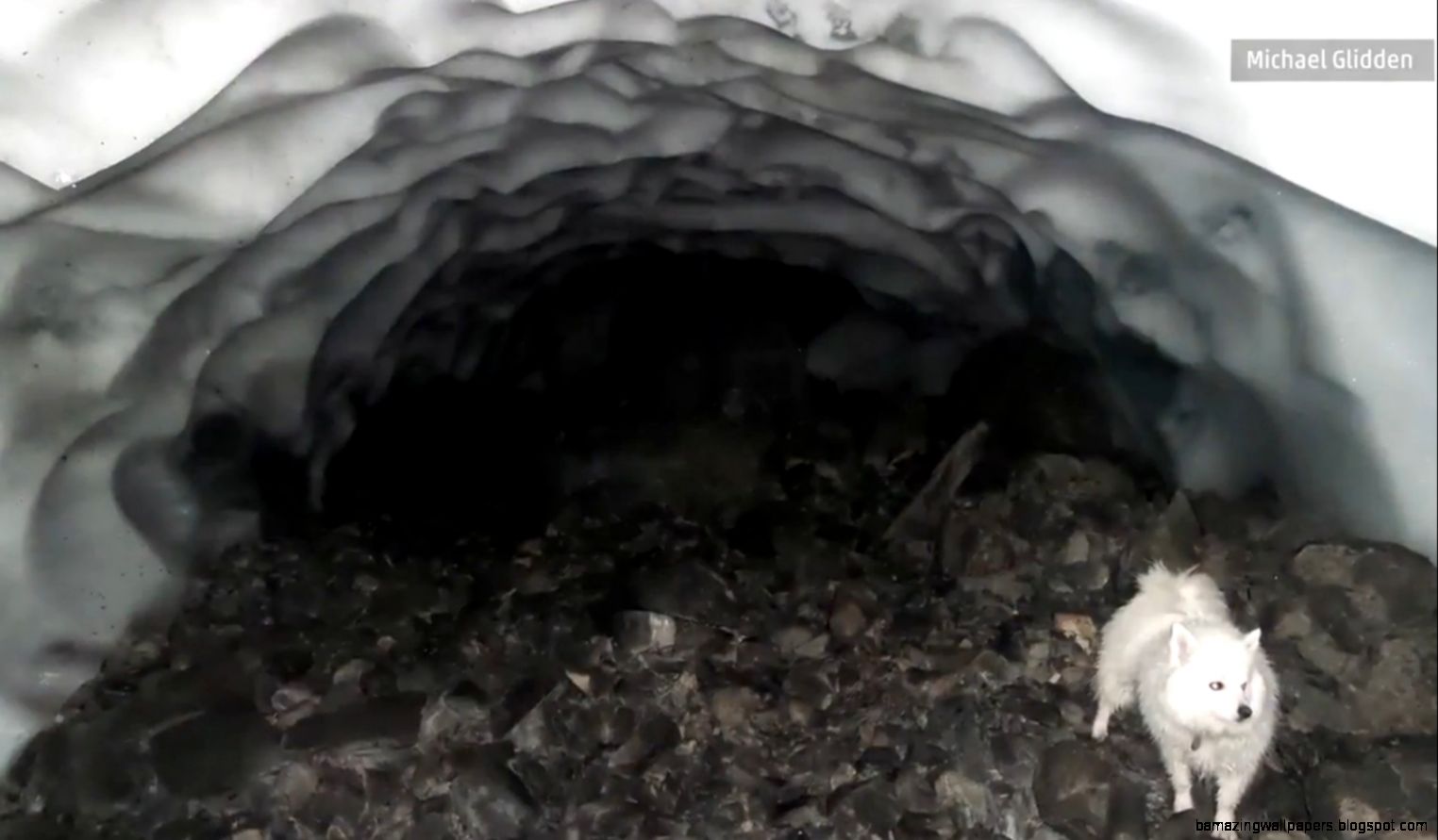 Man finds hibernating bear in cave   AOL