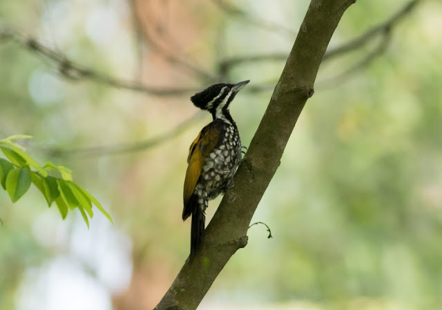 Common Flameback - Singapore Botanic Gardens