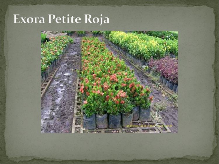Servicios de Jardinería: PLANTAS PARA BORDES