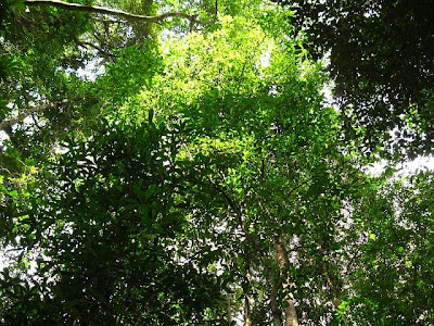 Forest canopy viewed from below