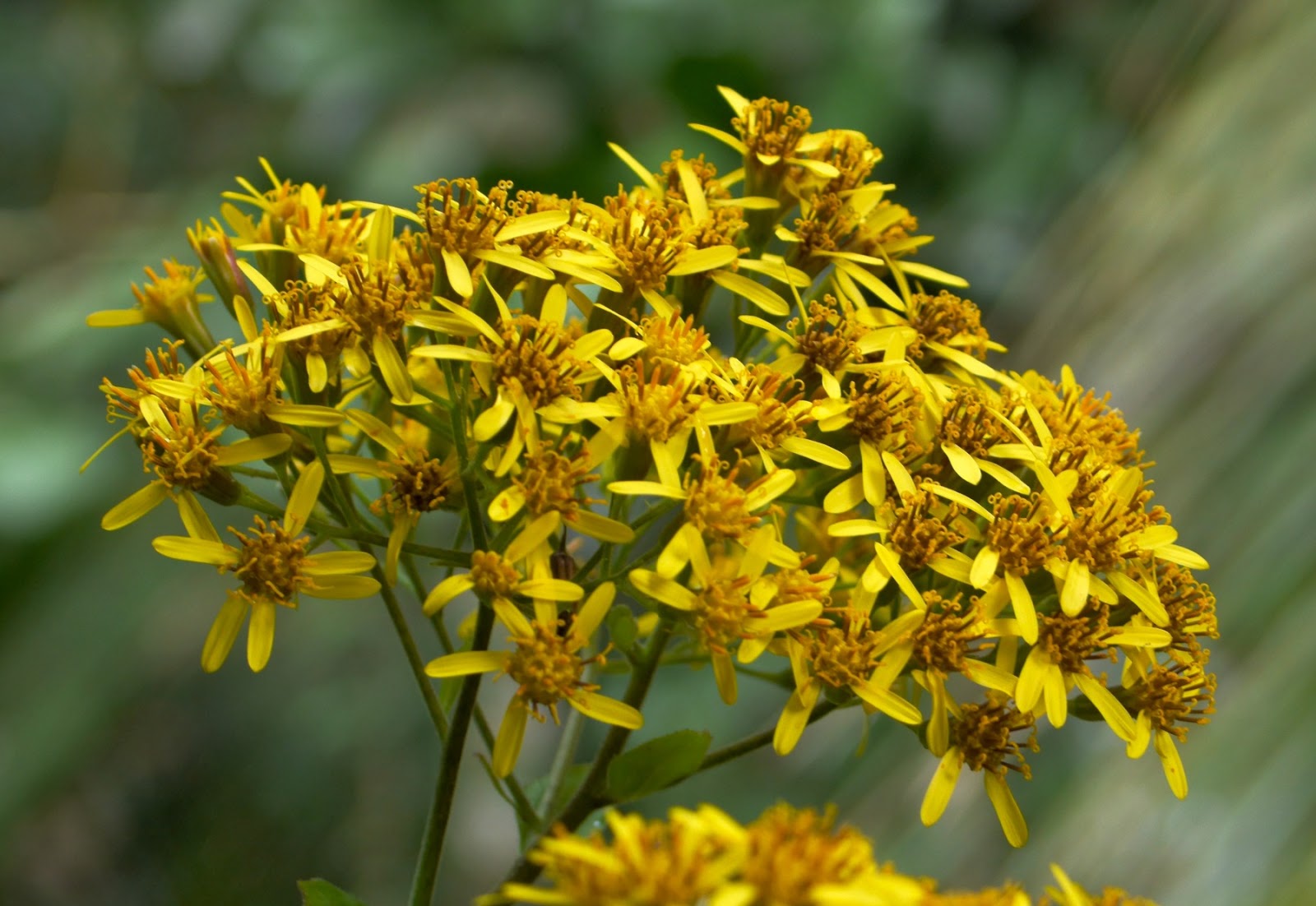 Taraire Street: Roldana Petasitis - Velvet Groundsel - 2/8/14