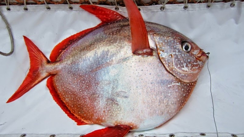 Mengapa Ikan Disebut Hewan Berdarah Dingin