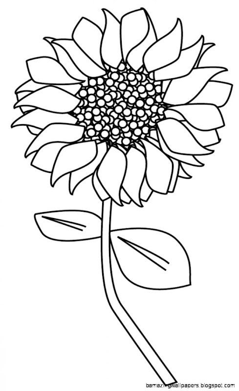 Best Photos of Sunflower Outline Printable   Free Printable