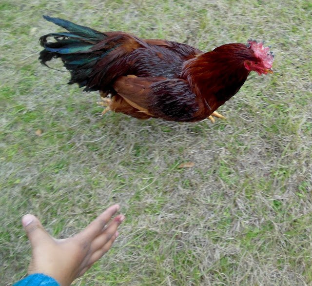 mardi gras chicken gumbo