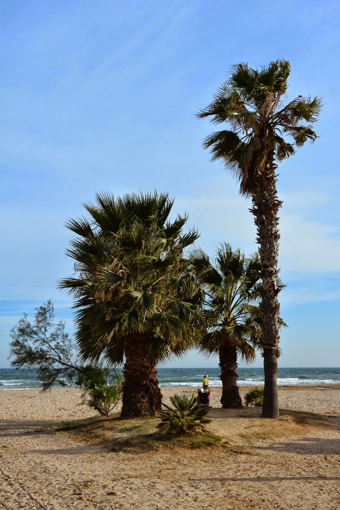 Cambrils palm trees