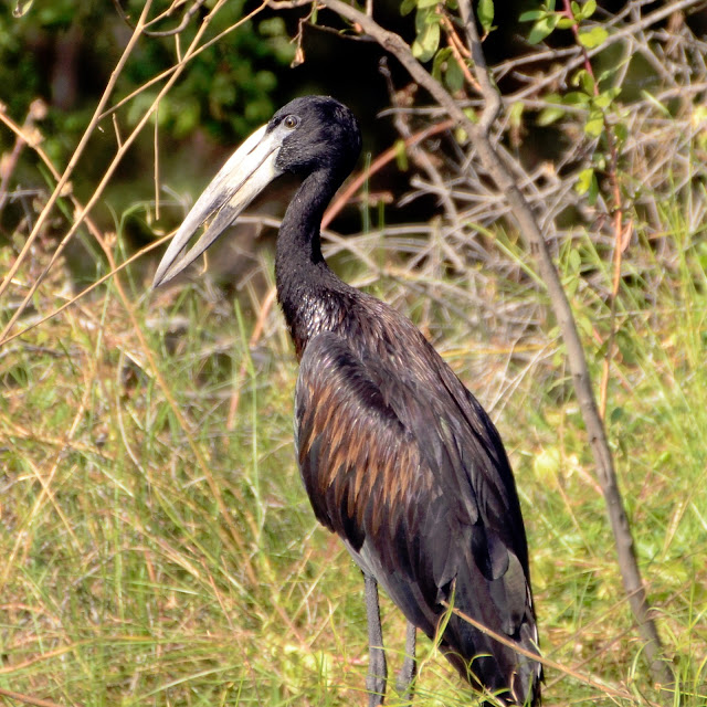 African Open-bill Stork