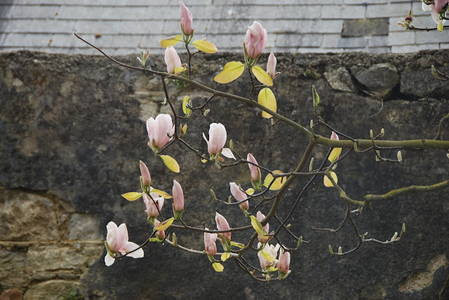Magnolia Tree in Howth Magnolia Tree in Howth