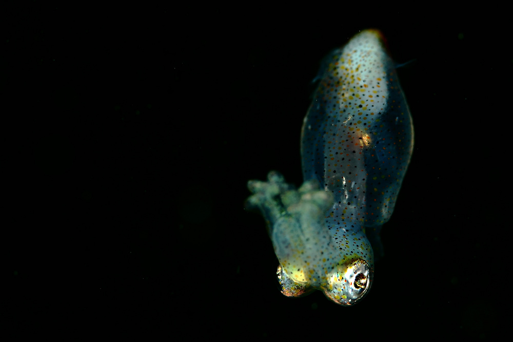 ナメクジと塩がまったく混ざらない理由