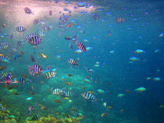 Pulau Menjangan Kecil Karimunjawa Pulau Menjangan Kecil Karimunjawa