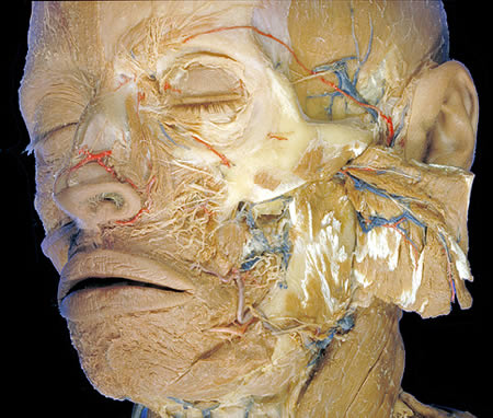 he Human Body: a dissection | worldbizarre-things
