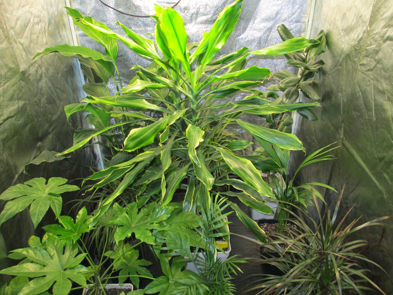 La Mar de Verde: PLANTAS PURIFICADORAS DE AIRE "HOGARES ENFERMOS"