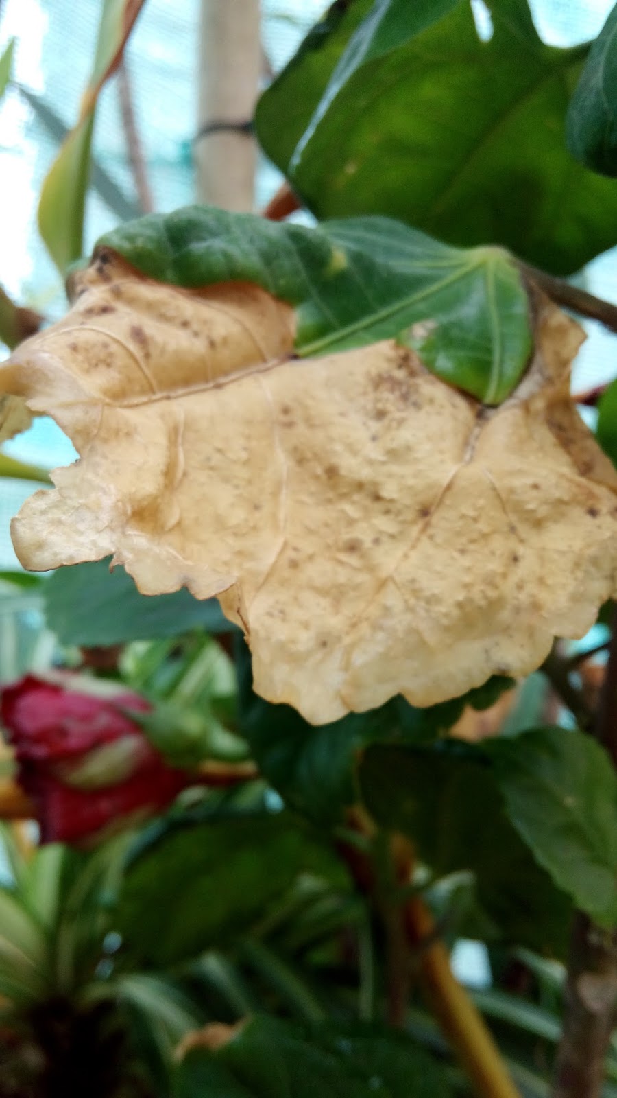 Garden Care Simplified Hibiscus Leaves Burnt Hibiscus Plant Care Tips