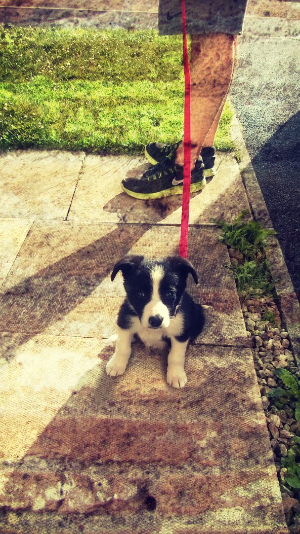  10 Things I've Learned From A 9 Weeks Old Sheepdog Puppy