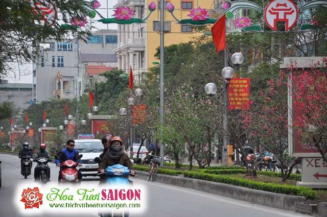 [Image: Ngam-con-duong-hoa-dao-ruc-sac-giua-long-Ha-Noi-3.jpg]