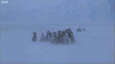 혹독한 남극의 겨울을 견디는 펭귄들