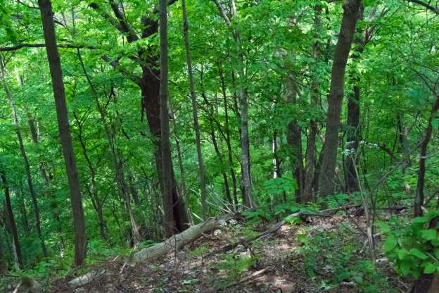 Cara Melestarikan Sumber Daya Alam Laut Hutan Dan Lainnya Erincoodi