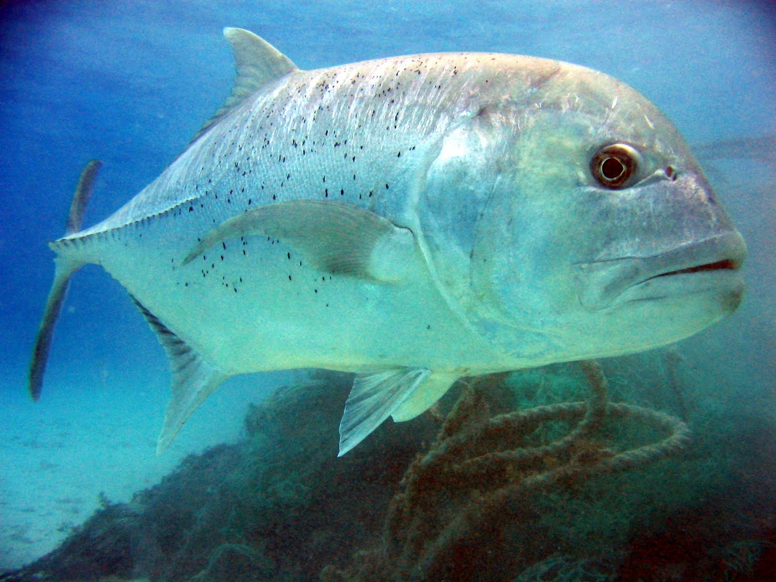 Fish Index Cocinero (Caranx vinctus)