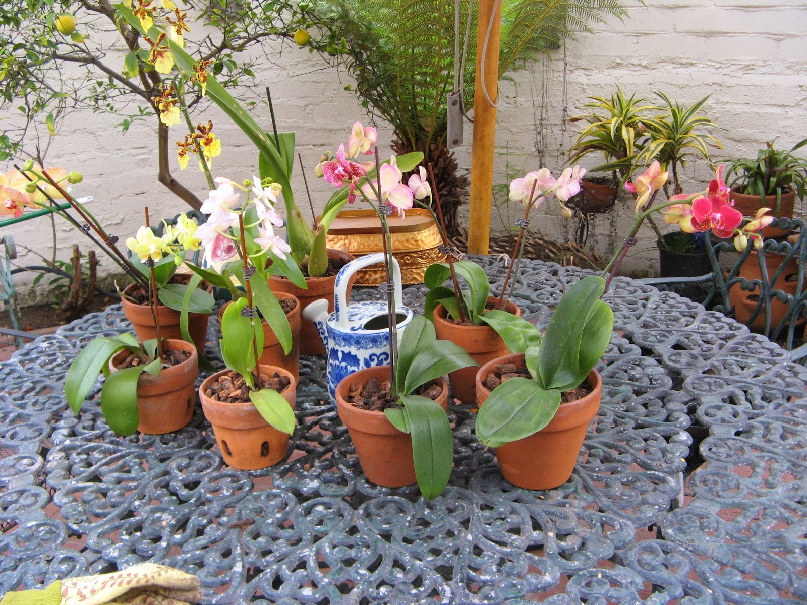 TRAVELS (and more) WITH CECILIA BRAINARD Sphagnum Moss Almost Killed