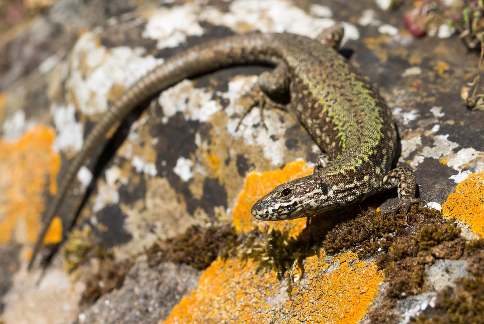Pixie Birding Isle of Wight minibreak Glanville Fritillaries and