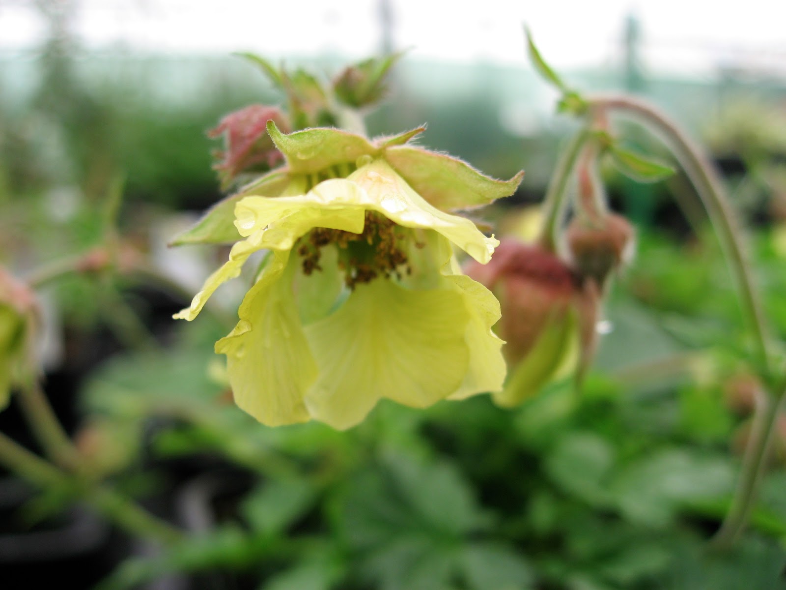 All about plants and more Glorious Geums