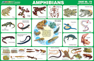 Amphibians Chart containing images of various amphibians