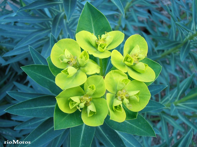 Inflorescencia de LECHETRENZA BALEAR: Euphorbia margalidiana